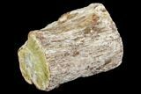 Polished Petrified Wood Limb - Madagascar #105078-1